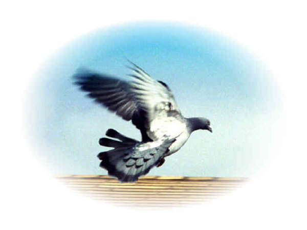 pigeoninfight6.jpg